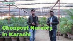 Cheapest Nursery in Karachi | Buy online Cheap Plants | Plants Nursery Online | Buy Pots Online