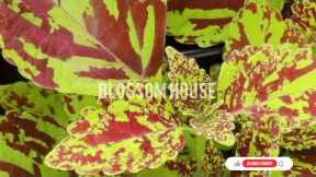 BLOSSOM HOUSE ● Coleus Online Shopping | Cheap prices●