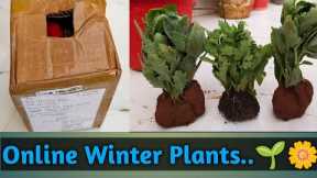 Online Winter Plants Shopping...