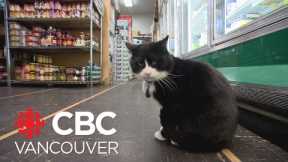 Grocery store cat may face eviction