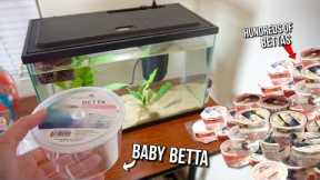 *CUTE* BABY BETTA FISH SHOPPING SPREE!! **NEW Baby BETTA FISH**