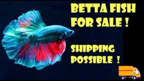 Betta Fish online Shopping at Cheap and Best price I Fighter Fish for Sale