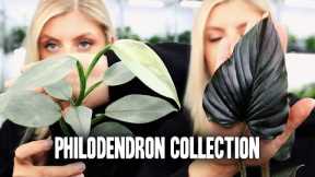 My Philodendron Collection! | Part 1