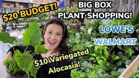 $10 Variegated Alocasia At Lowe's! $20 Budget Big Box Plant Shopping - Walmart & Lowe's Plant Haul