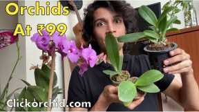 Cheap Orchid plants online | Click Orchid India