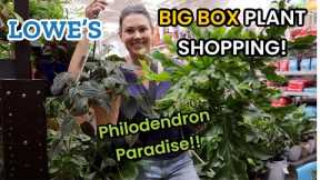 Beautiful HUGE Philodendron at Lowe's! Big Box Plant Shopping & Plant Haul - Charlotte, NC