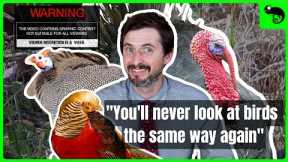 Things You Can't Unlearn About Turkeys and Their SCANDALOUS Cousins!