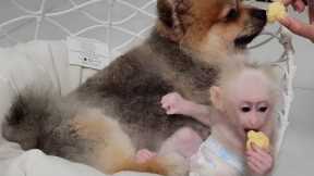 Baby Monkey SUGAR First Toys Shopping and Shares Food with Friends