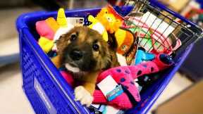 NEW PUPPY GOES ON SHOPPING SPREE!