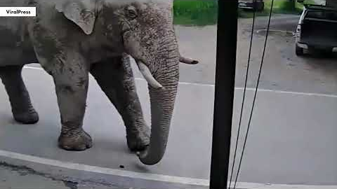 Wild elephant goes on chaotic shopping spree in Thai supermarket