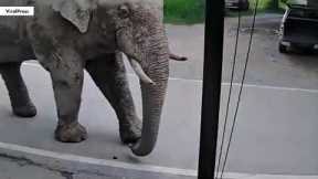 Wild elephant goes on chaotic shopping spree in Thai supermarket