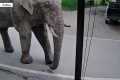 Wild elephant goes on chaotic