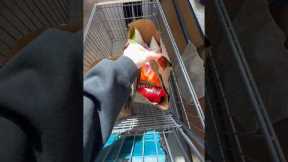 *ASMR* HEALTHY GROCERY SHOPPING! #asmr #satisfying #shopping #groceryshopping #groceryhaul #healthy